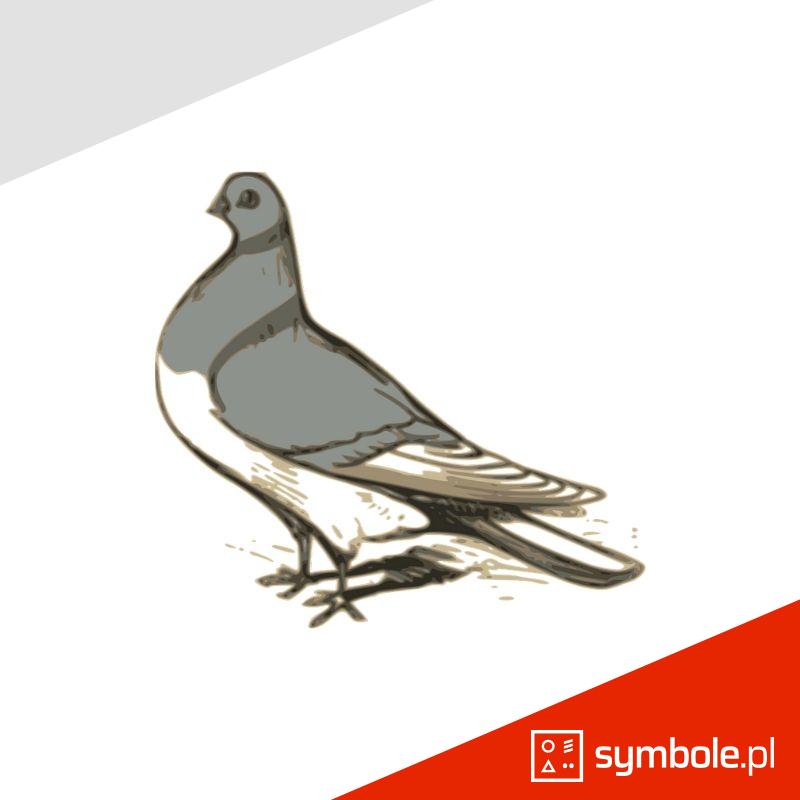gołąb symbol